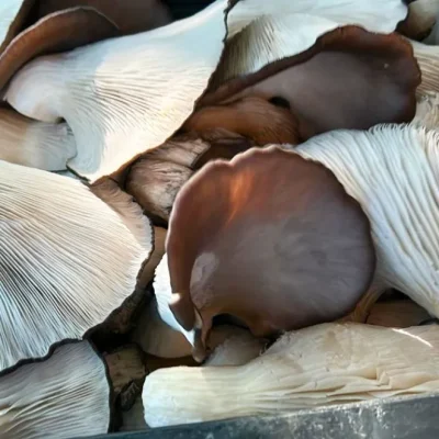 Se vienen nuevos cursos sobre cultivo de hongos comestibles