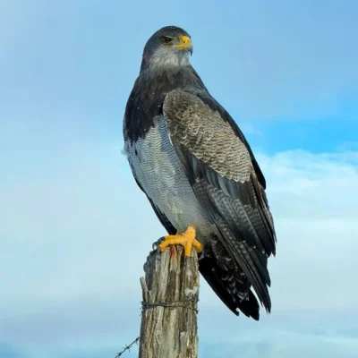 Águila Mora, la reina silenciosa de los cielos neuquinos