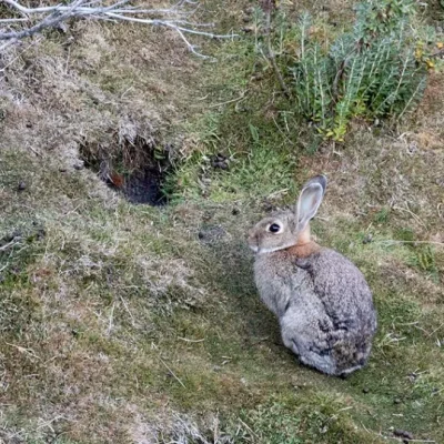 Actualizan el mapa de distribución del conejo europeo en Neuquén