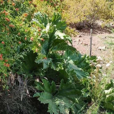 Nalca: la planta nativa del Norte Neuquino que une medicina popular, cultura y conservación